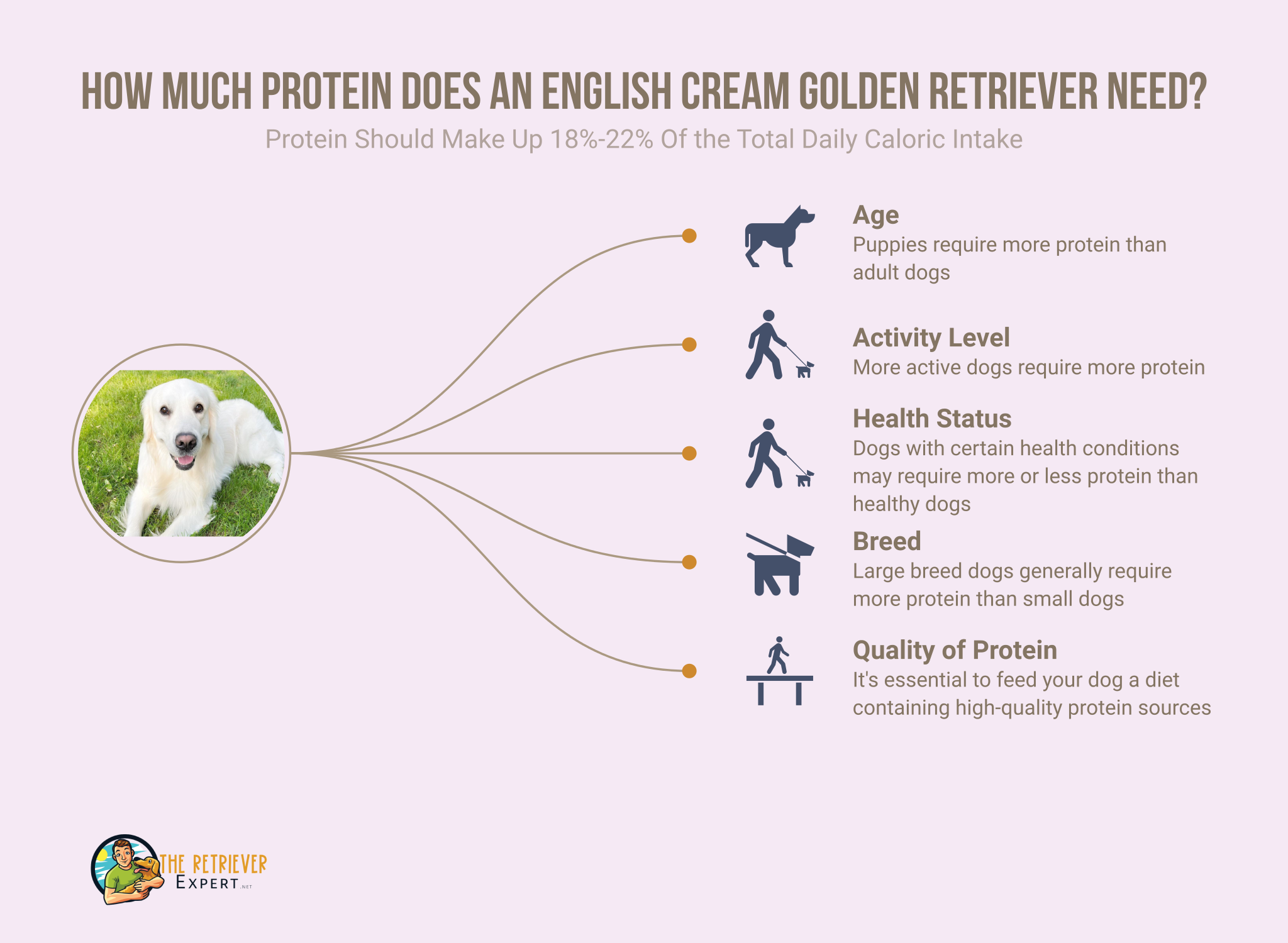 How much protein hotsell does a puppy need